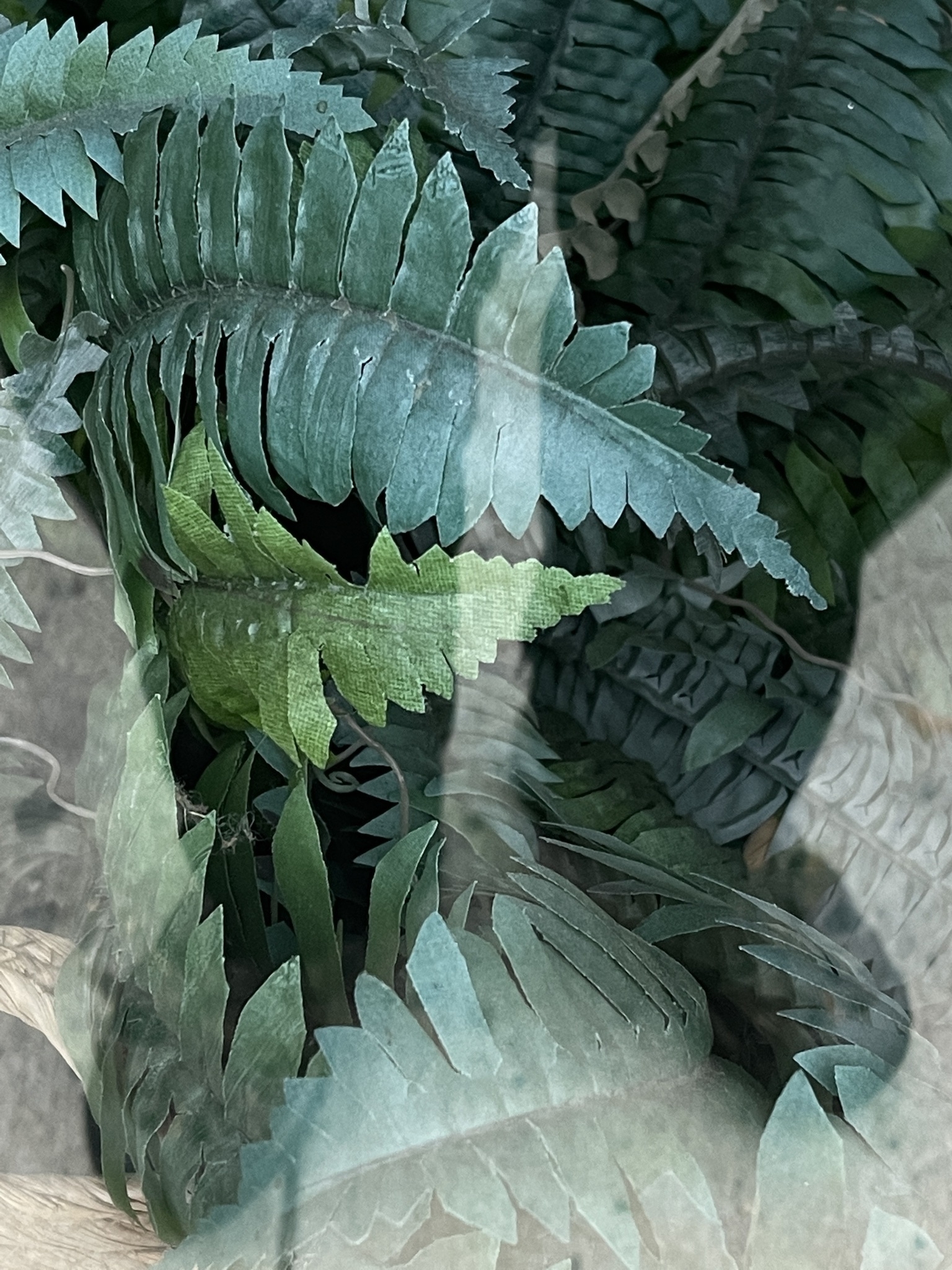 Reflective Self with plants 