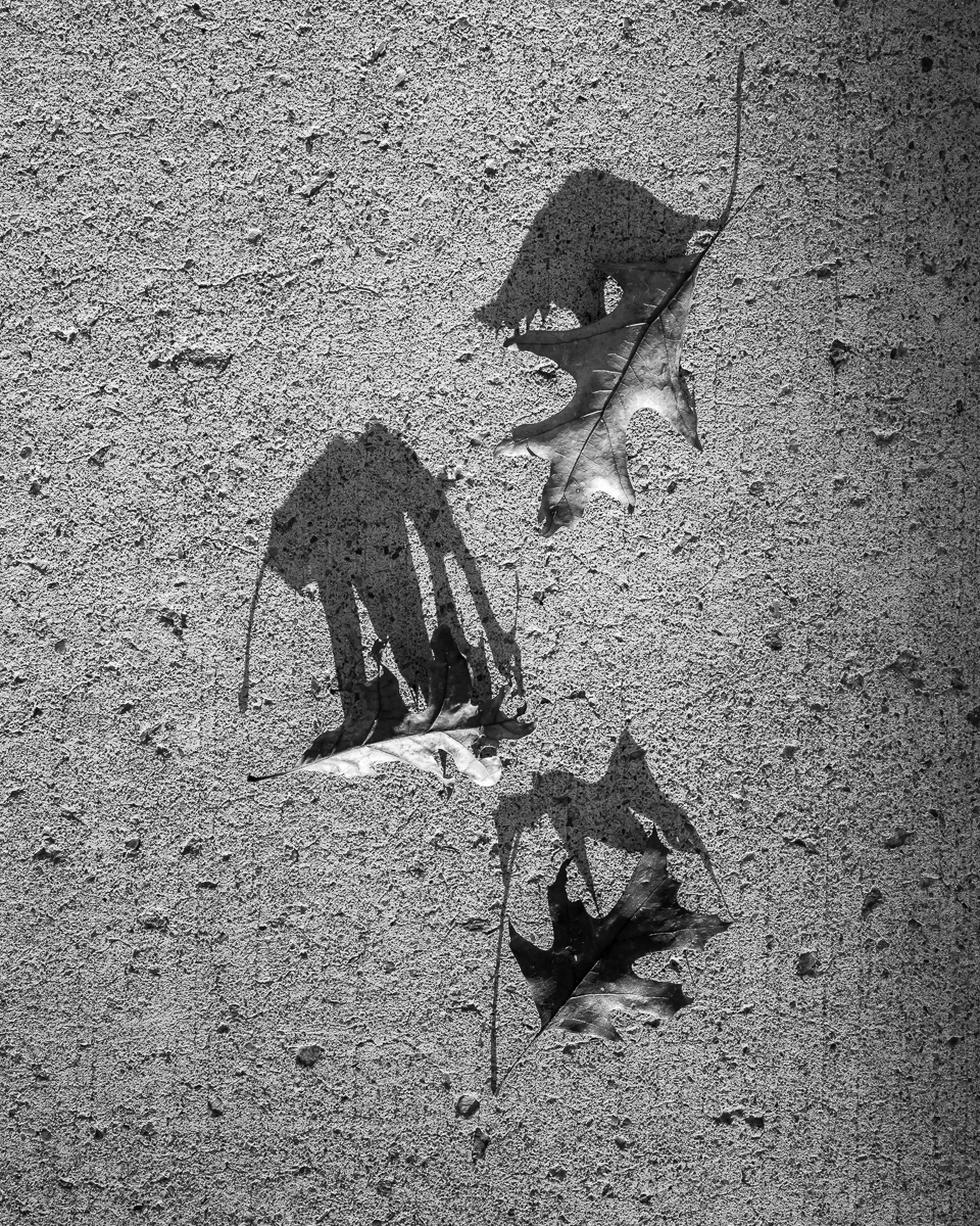 leaf shadows