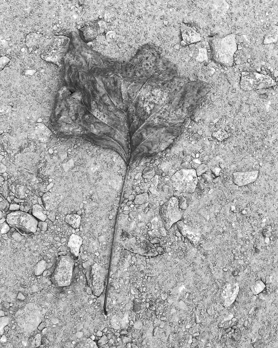 leaf on gravel