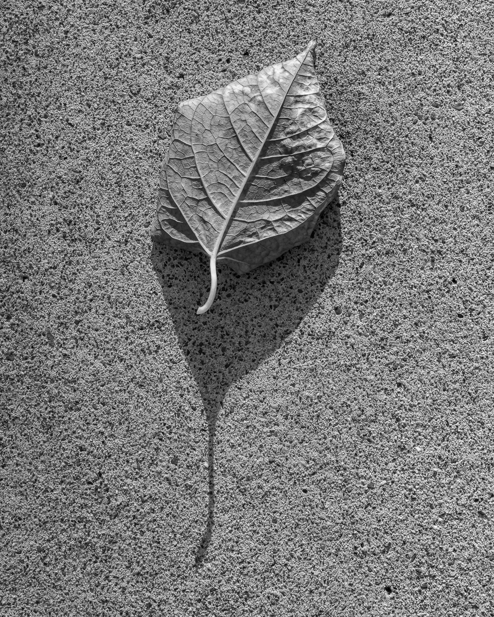 leaf shadow