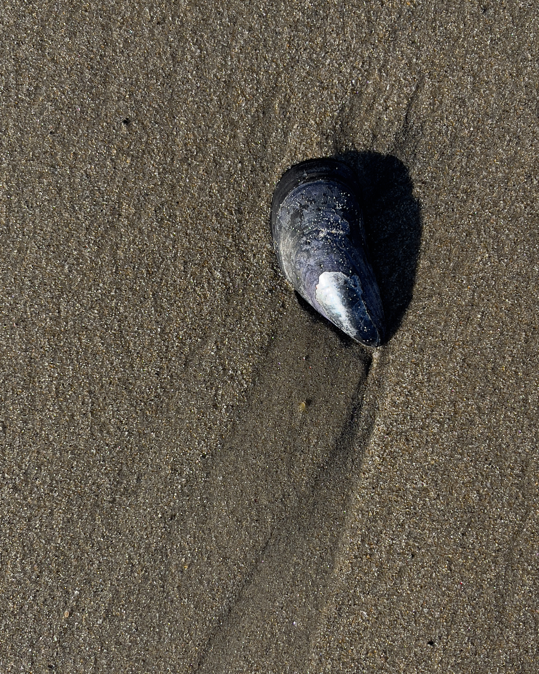 Mussel shell, sand, erosion.